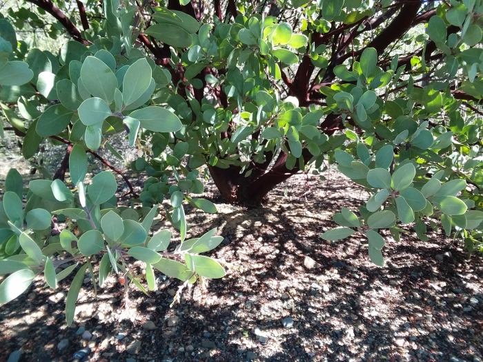 Arctostaphylos manzanita image
