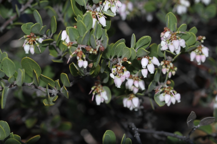 Arctostaphylos montana image