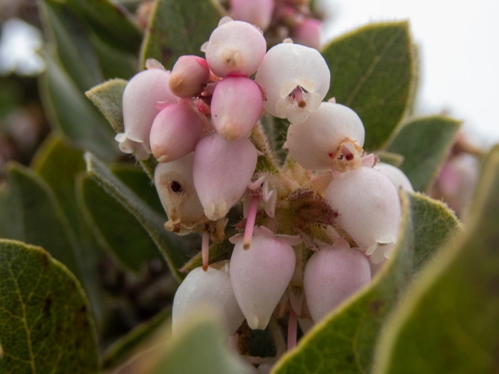 Arctostaphylos montaraensis image