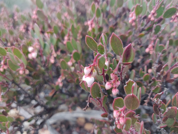 Arctostaphylos myrtifolia image