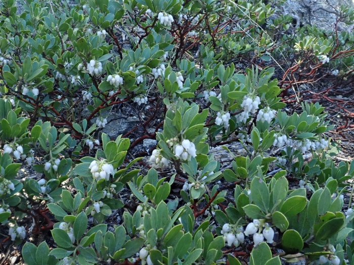 Arctostaphylos nevadensis image