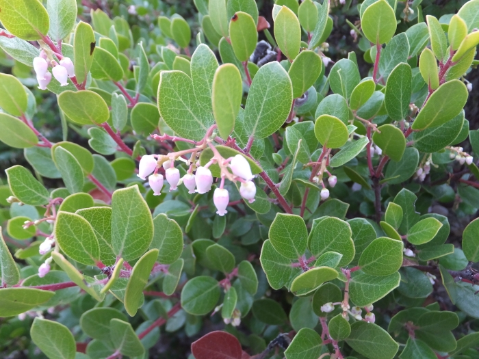 Arctostaphylos nummularia image