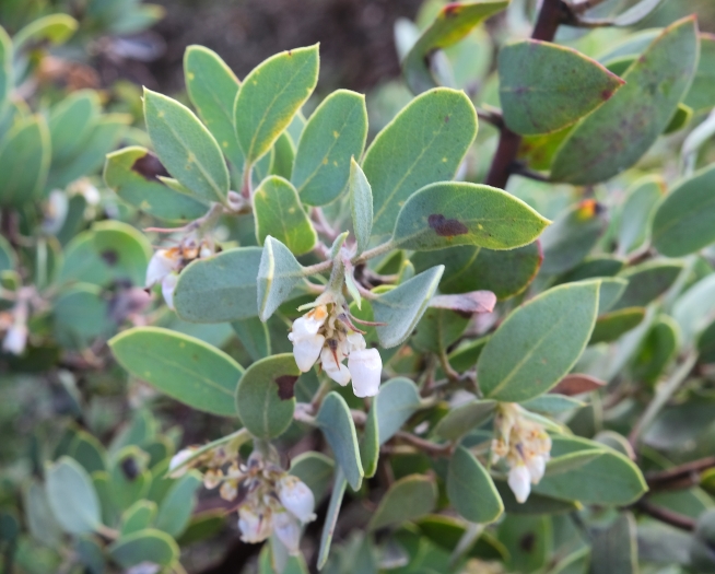 Arctostaphylos obispoensis image