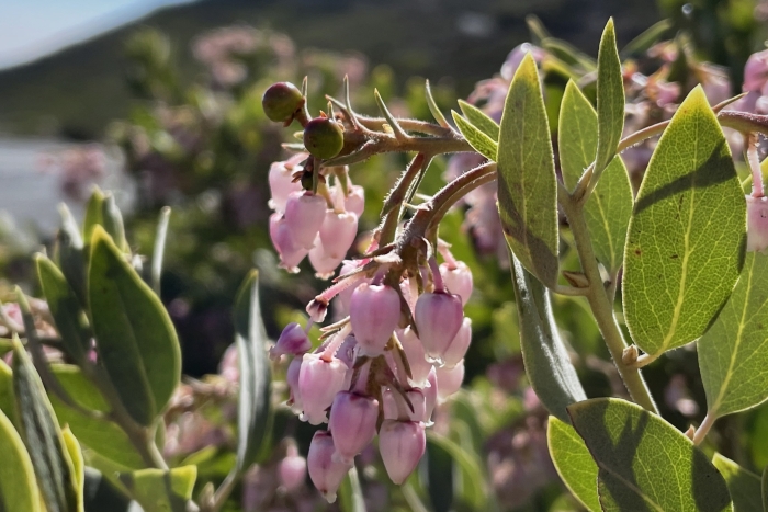 Arctostaphylos otayensis image