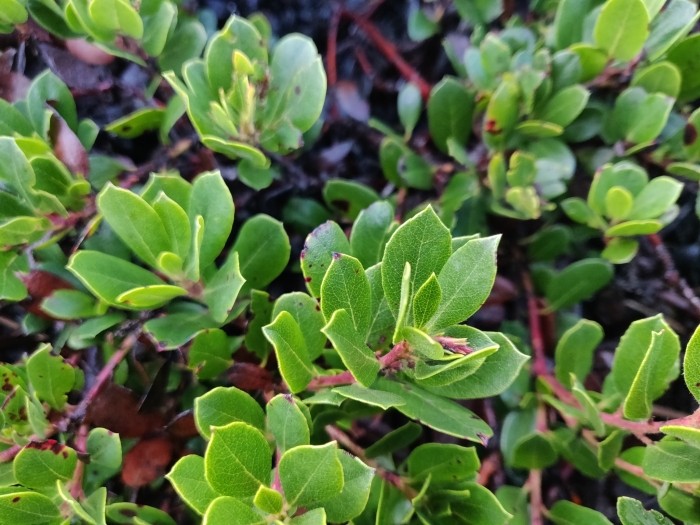 Arctostaphylos pacifica image