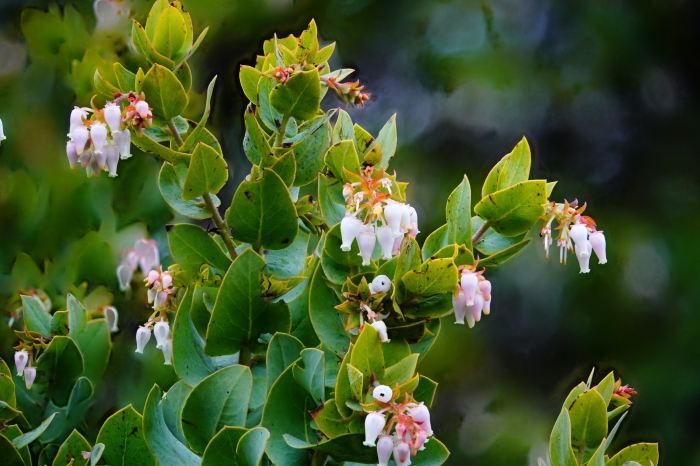Arctostaphylos pallida image