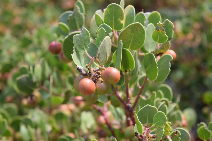 Arctostaphylos parryana image