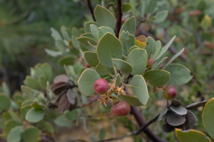 Arctostaphylos pilosula image
