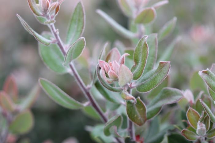 Arctostaphylos pumila image