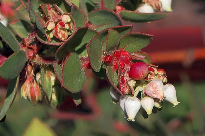 Arctostaphylos purissima image