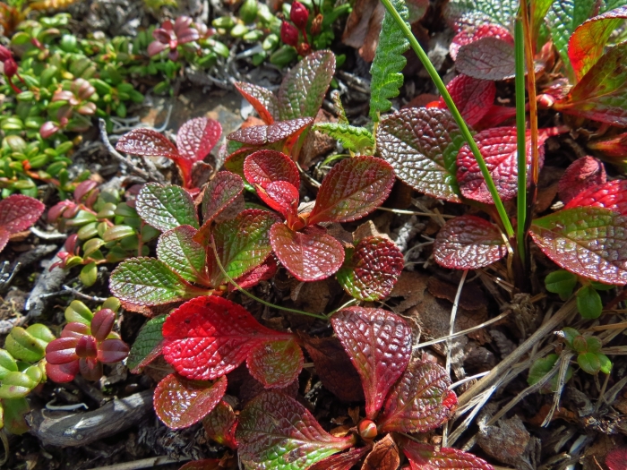 Arctostaphylos rubra image