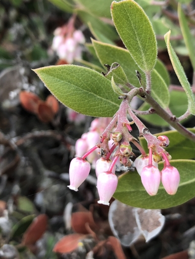 Arctostaphylos rudis image