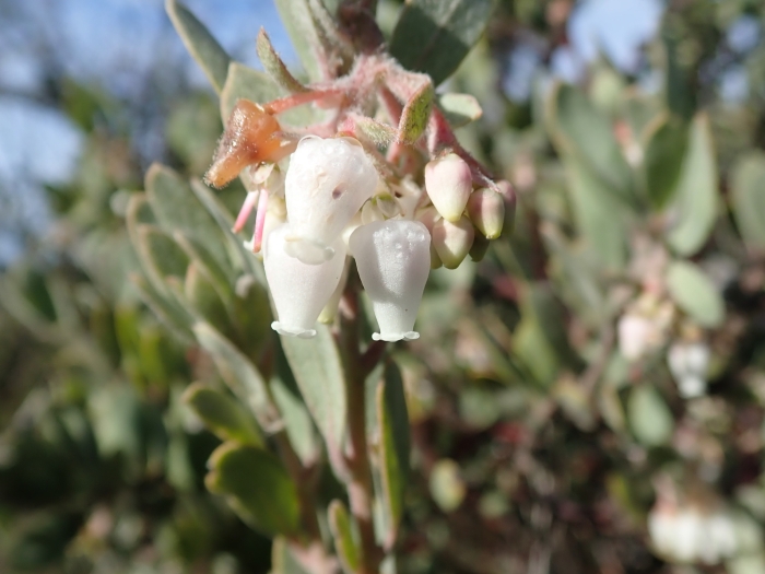 Arctostaphylos silvicola image