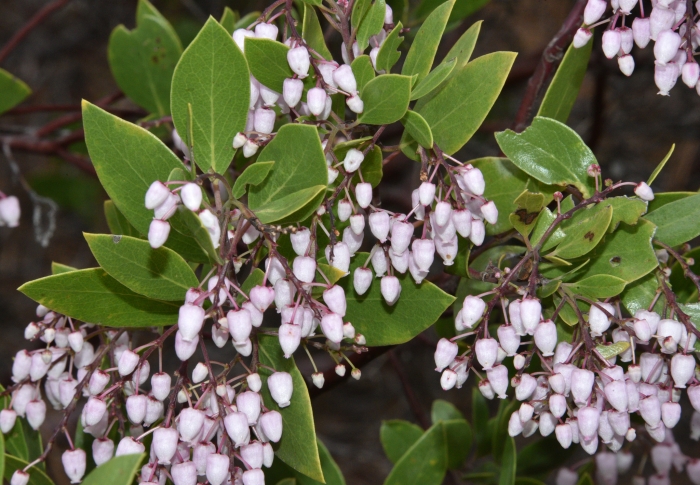 Arctostaphylos stanfordiana image