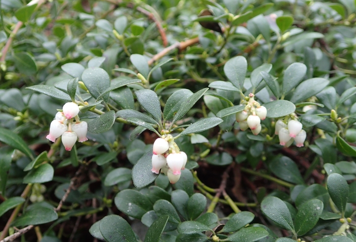 Arctostaphylos uva-ursi image