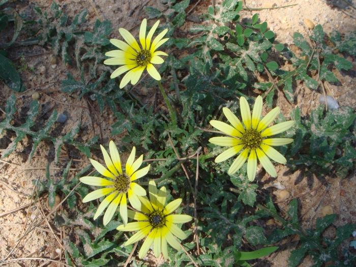 Arctotheca calendula image