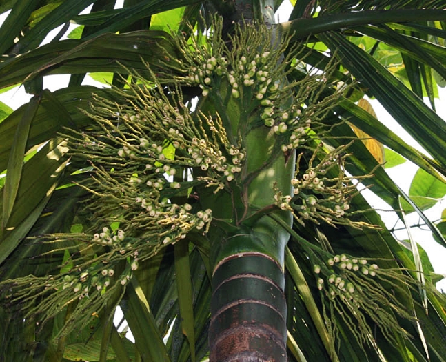 Areca catechu image