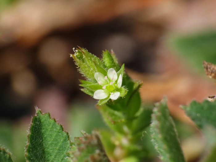 Arenaria balearica image