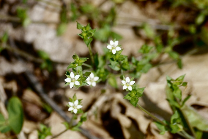 Arenaria serpyllifolia image