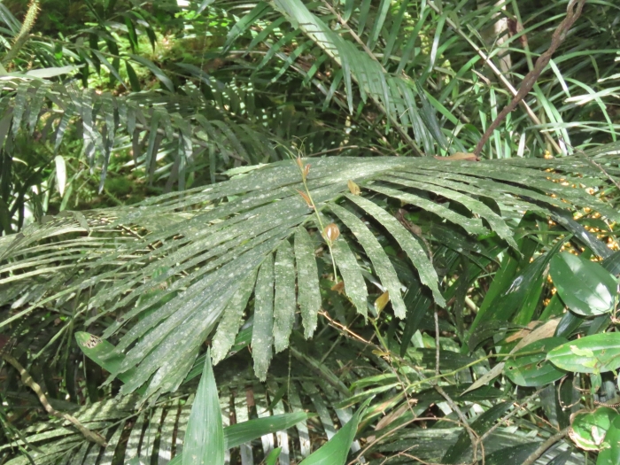 Arenga engleri image