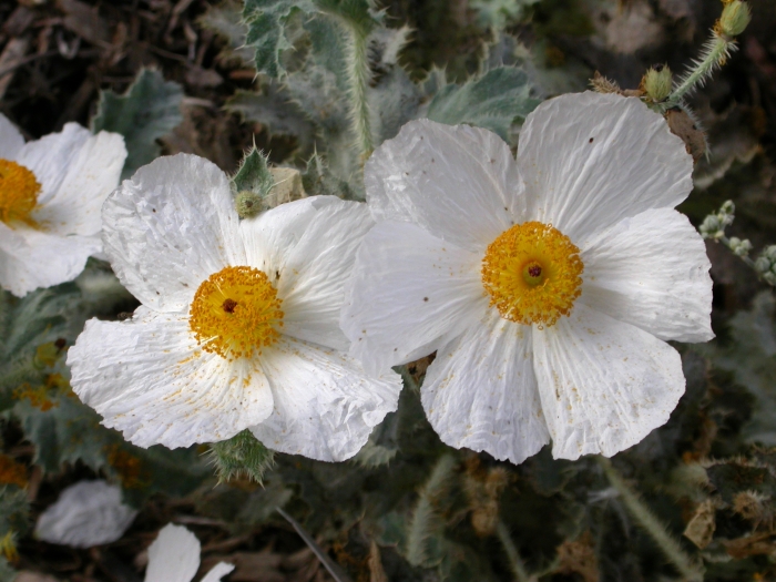 Argemone corymbosa image