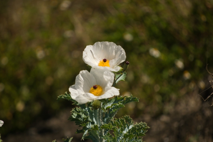 Argemone glauca image