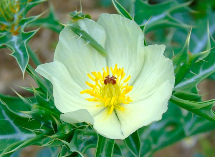 Argemone mexicana image