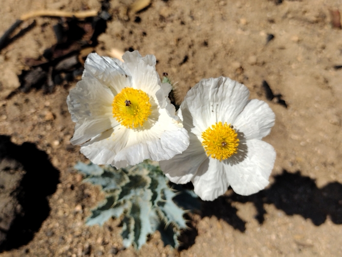 Argemone munita image