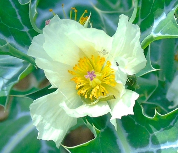 Argemone ochroleuca image