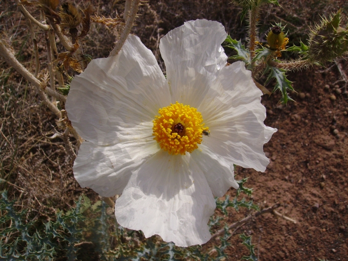 Argemone pleiacantha image