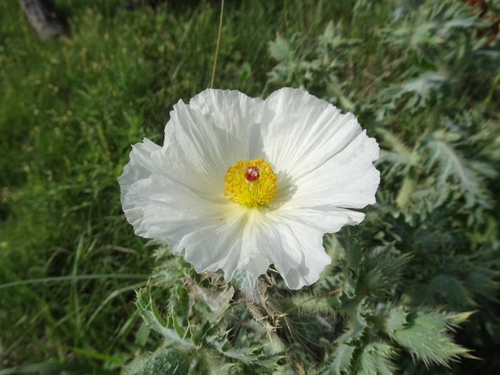 Argemone polyanthemos image