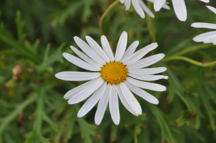Argyranthemum frutescens image