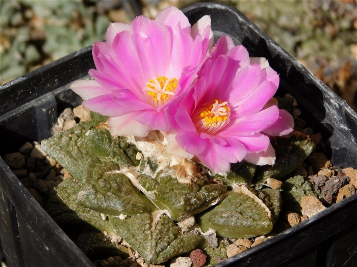 Ariocarpus fissuratus image