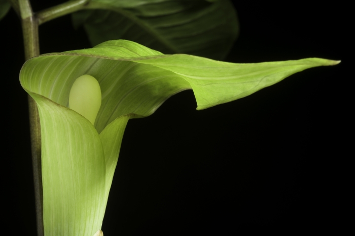 Arisaema amurense image