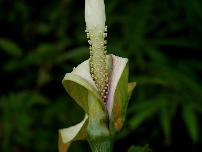 Arisaema heterophyllum image