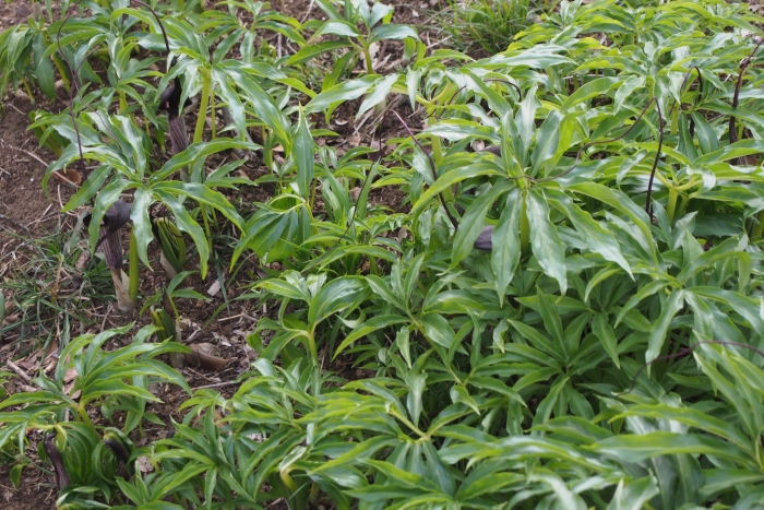 Arisaema urashima image