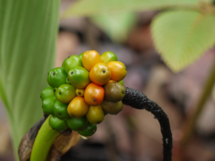 Arisaema tortuosum image