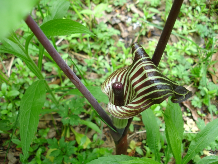Arisaema triphyllum image