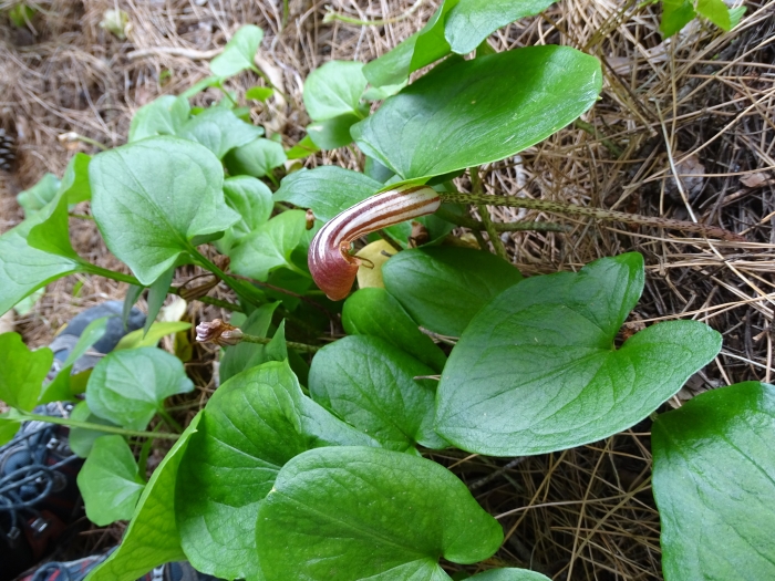 Arisarum vulgare image