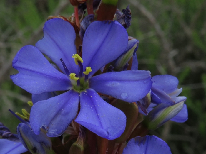 Aristea capitata image