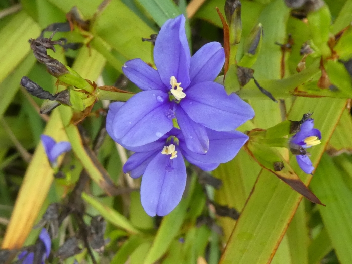 Aristea ecklonii image