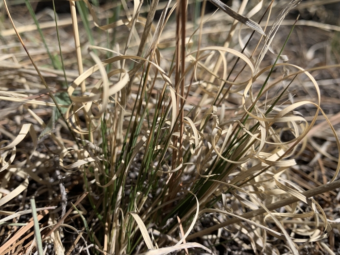 Aristida arizonica image