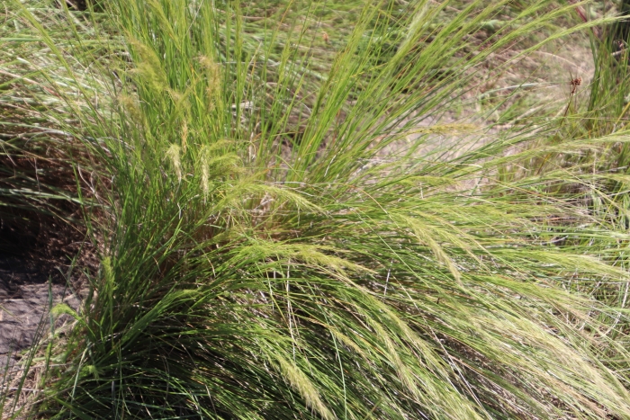 Aristida junciformis image