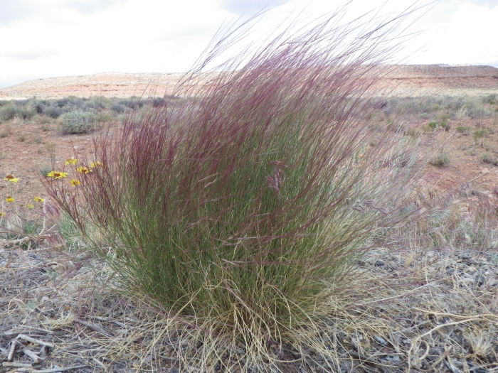 Aristida longiseta image
