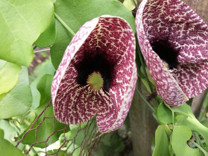Aristolochia elegans image