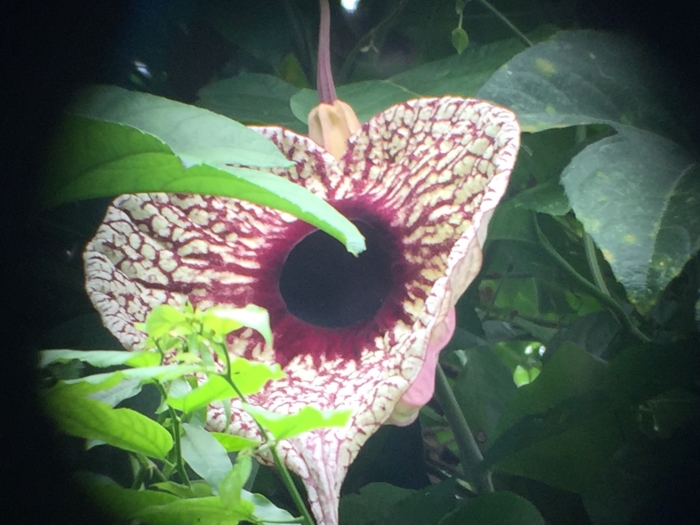 Aristolochia grandiflora image