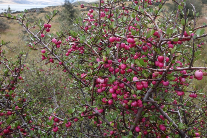 Aristotelia fruticosa image