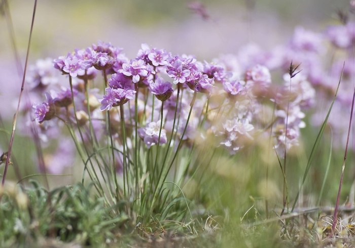 Armeria girardii image