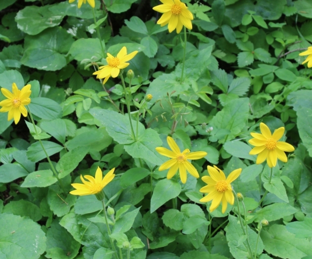 Arnica cordifolia image