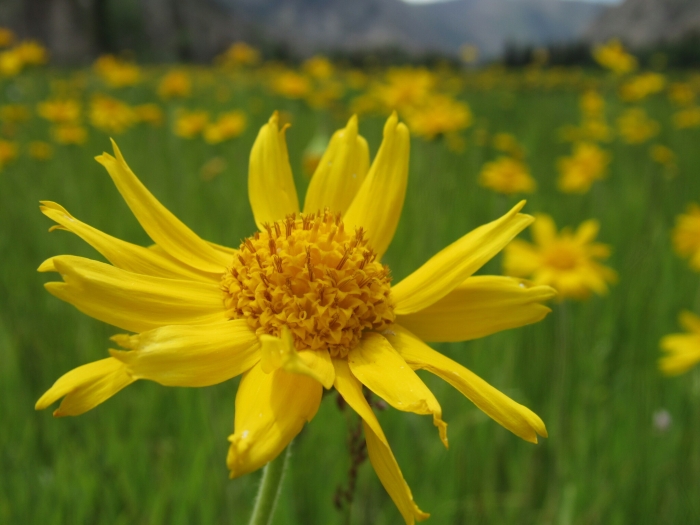 Arnica fulgens image